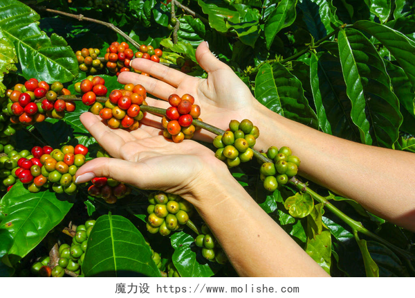 女性手捧着咖啡树上的咖啡豆在女性手掌上的一棵咖啡树的枝条